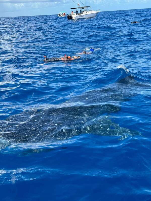 Whale Shark swimming ocean safari all included tour - Swimming with whale sharks: what the guide does and what you must do
