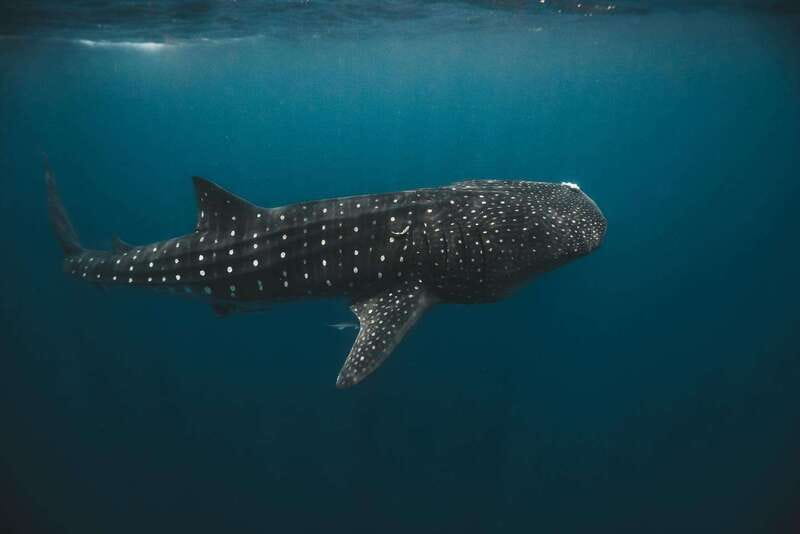 Whale Shark swimming ocean safari all included tour - What you might see: big aggregations, slow feeding, and the reality check