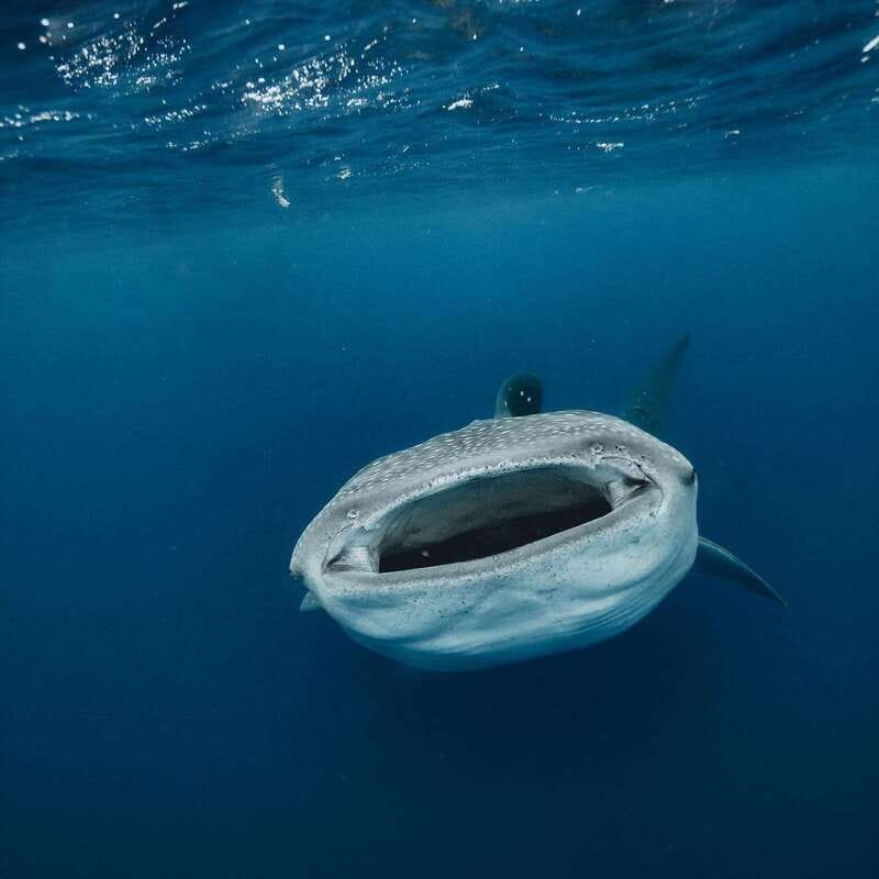Whale Shark swimming ocean safari all included tour - Safety and behavior rules that protect you and the sharks