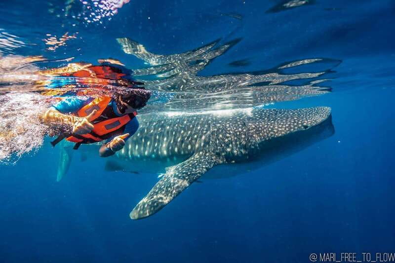 Whale Shark swimming ocean safari all included tour - Cancun pickup vs meeting at the Isla Mujeres dock, and how to plan it