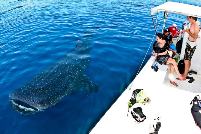 Whale Shark Tour from Cancun, Playa del Carmen, Tulum and Riviera Maya - The Sun and Shade Rules: How Not to Get Burned