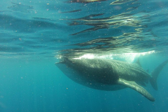 Whale Shark Tour from Holbox Island - Morning Pickup and the 2 Plus Hour Boat Ride From Holbox