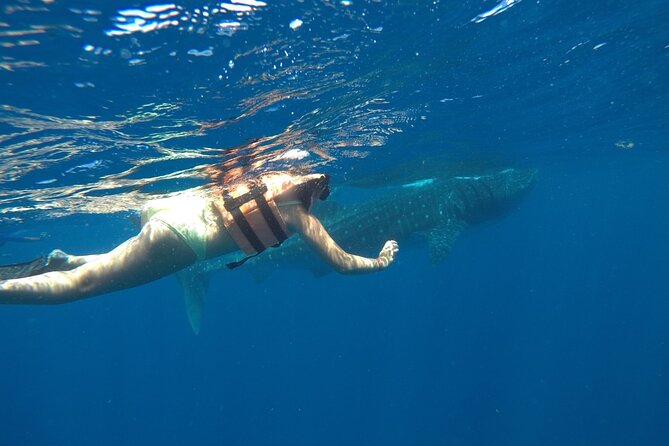 Whale Shark Tour from Holbox Island - Food on the Water: Sandwiches, Sodas, and Fresh Fish Ceviche