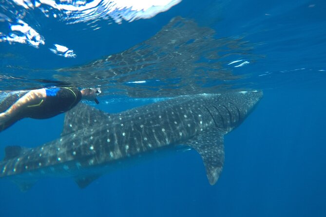 Whale Shark Tour from Holbox Island - Small Group Size, Limited Swimmers, and Why It Feels Better