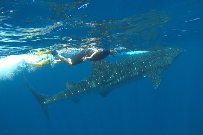 Whale Shark Tour from Holbox Island - Gear and Prep: What You Should Bring for a Smooth Day