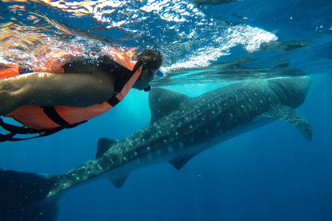 Whale Shark Tour from Holbox Island - Price and Value: Is $210 Worth It?