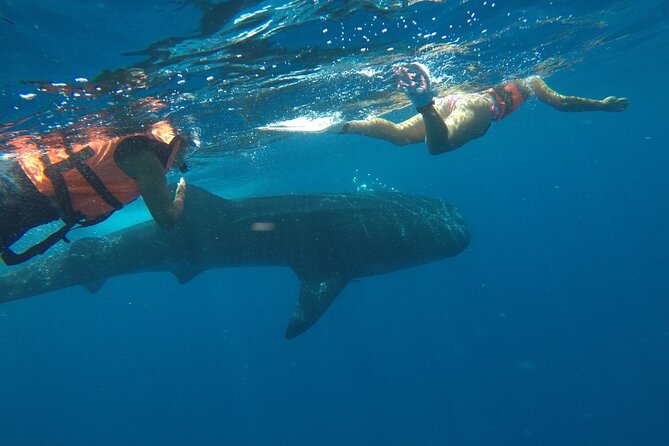 Whale Shark Tour from Holbox Island - Who This Tour Fits Best in Holbox