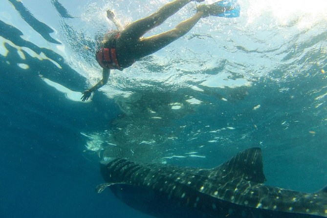 Whale Shark Tour from Holbox Island - Whale Shark Sanctuary Swim: Two People at a Time, Two Chances Each