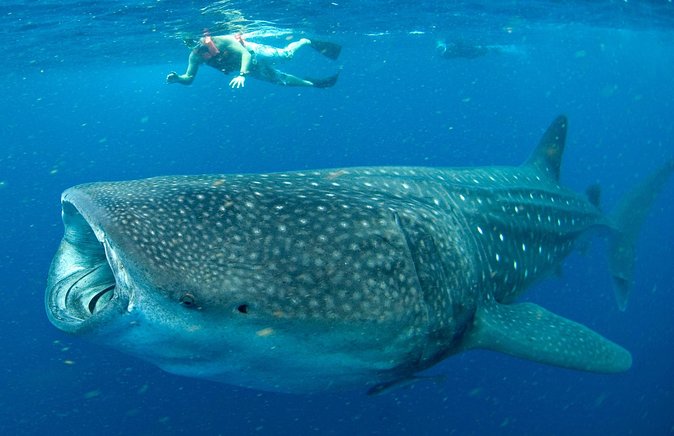 Whale Sharks Small-Group Tour in Cancun and Riviera Maya - Price and Logistics, Including the $20 Cash Dock Tax