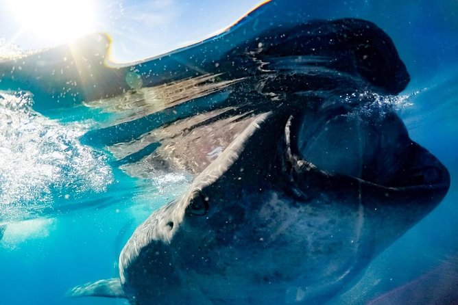 Whale Sharks Small-Group Tour in Cancun and Riviera Maya - The Marina Briefing and Whale Shark Rules That Keep It Safe