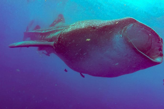 Whale Sharks Small-Group Tour in Cancun and Riviera Maya - Two Fast Swim Turns in Pairs, and Why Strong Swimming Helps