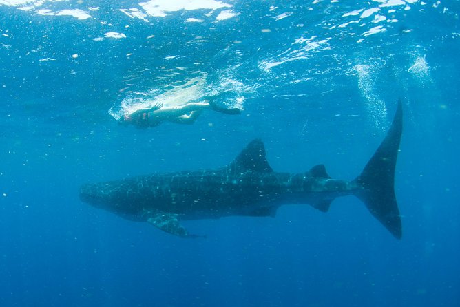 Whale Sharks Small-Group Tour in Cancun and Riviera Maya - Equipment, Sunscreen Rules, and Wetsuit Reality