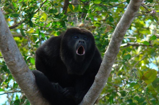 Wild Monkey Tour (Private, Half Day) - Key things that make this tour worth your afternoon