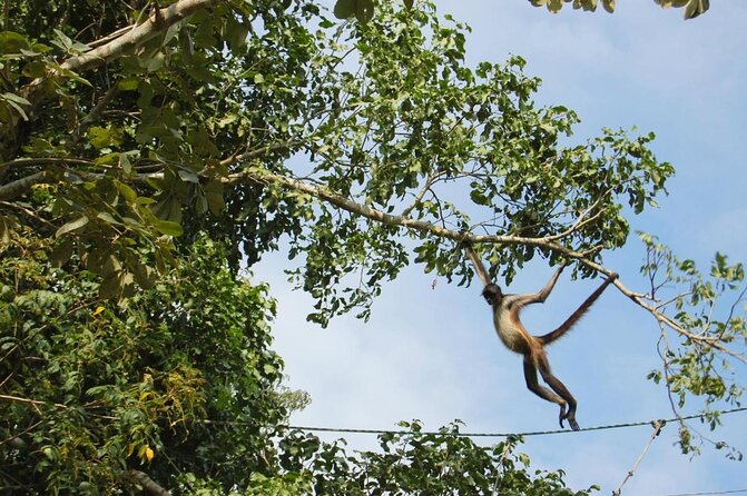 Wild Monkey Tour (Private, Half Day) - Punta Laguna Nature Reserve: why this is a serious monkey stop near Tulum