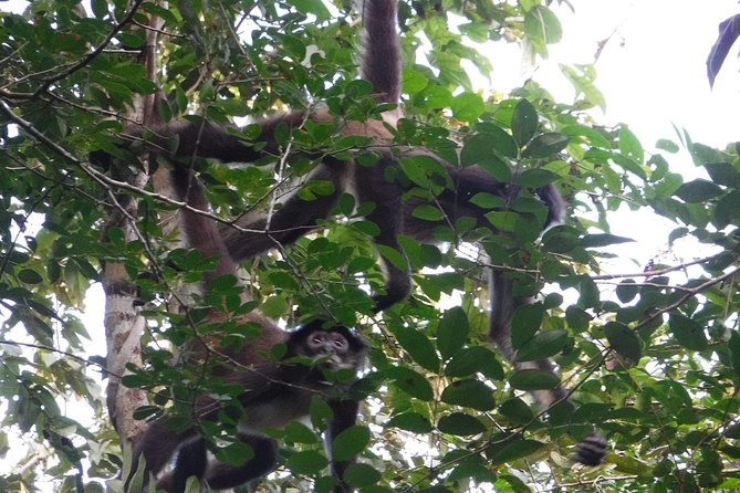 Wild Monkey Tour (Private, Half Day) - How guides call in sightings and turn questions into real understanding