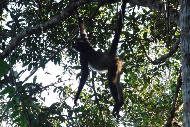 Wild Monkey Tour (Private, Half Day) - Transfers and meeting reality: Tulum, Akumal, and Puerto Aventuras pickups