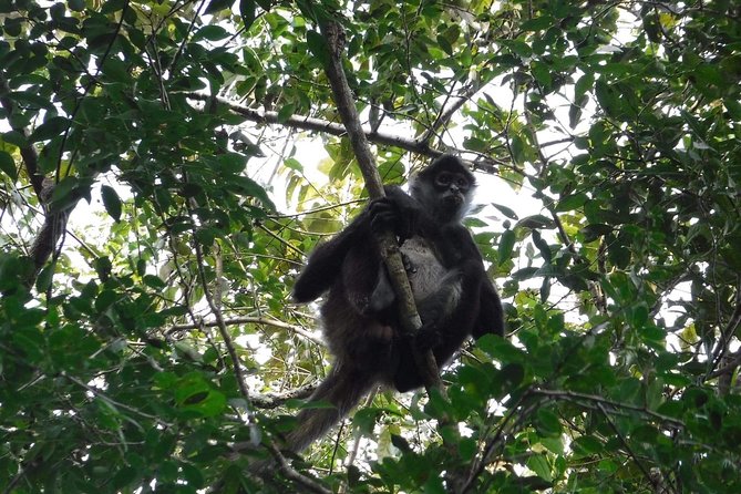 Wild Monkey Tour (Private, Half Day) - What to bring and how to stay comfortable in jungle weather