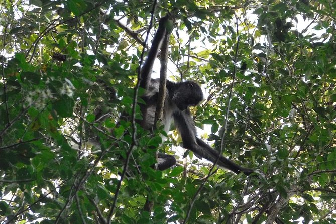 Wild Monkey Tour (Private, Half Day) - Who should book this Wild Monkey Tour, and who might skip it