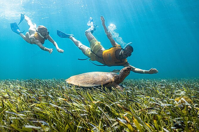 With Turtles, Shipwreck, Cenote, and Reef and Transport Included - Small group energy: what makes it feel personal