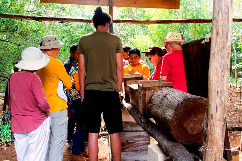 Xkopek, Mayan Bees Tour and Honey Tasting in Valladolid - Quick reasons this tour gets 4.8 stars