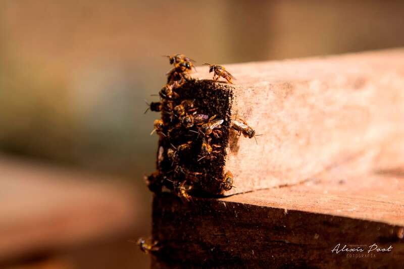 Xkopek, Mayan Bees Tour and Honey Tasting in Valladolid - Inside the Meliponario, where hive life becomes a lesson
