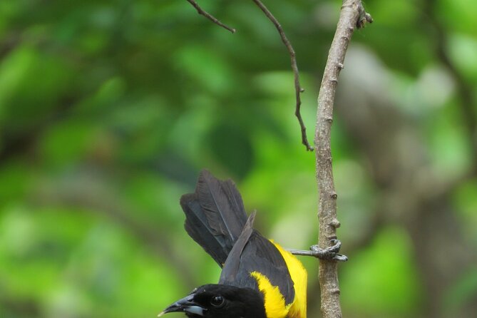 Xocen Birding - Pace, fitness, and what to bring for a morning start
