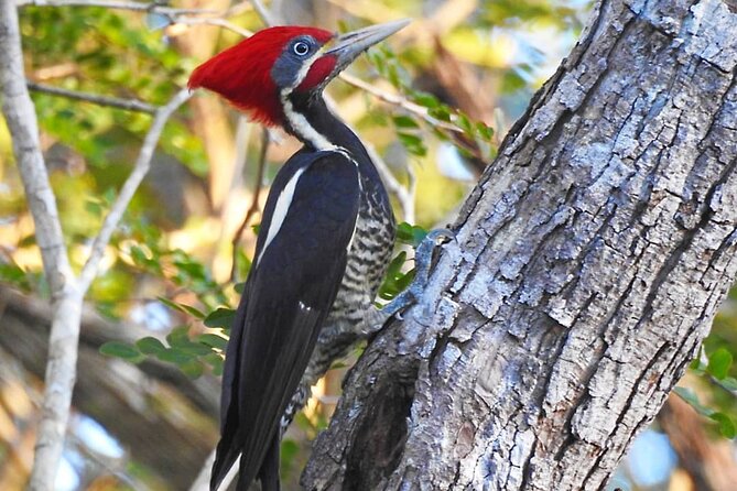 Xocen Birding - Value for money: entrance ticket versus real guiding time