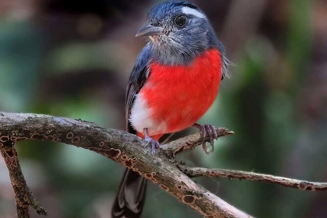 Xocen Birding - The guide is the whole game, especially Angel Castillo