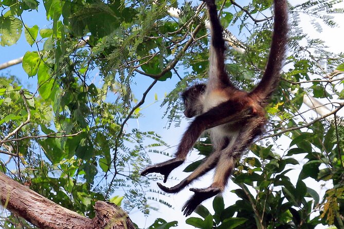 Zip lining and Canoe Monkey jungle in Tulum - Zip lining across Punta Laguna: active fun with a fitness check